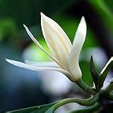Creative Farmer Exotic Flowering Live Magnolia Alba White Chemapak ...
