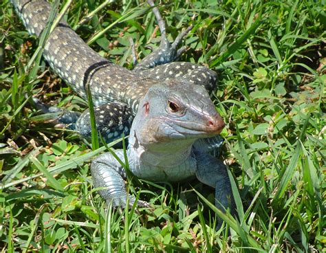 Puerto Rico: Animals | Jearld Moldenhauer