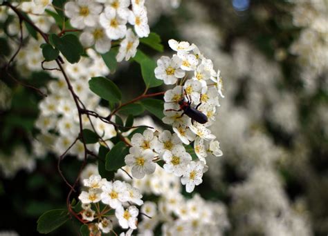 Free Images : branch, blossom, white, flower, bloom, bush, food, spring ...