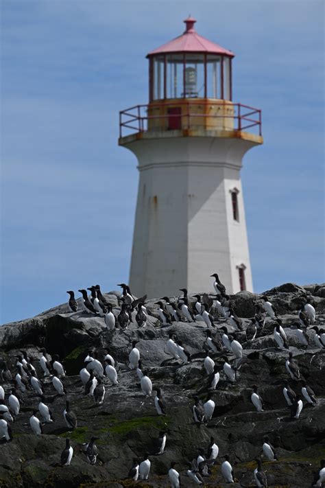 Machias Seal Island, Maine | The East Hampton Star