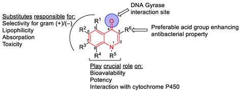DNA Gyrase as a Target for Quinolones