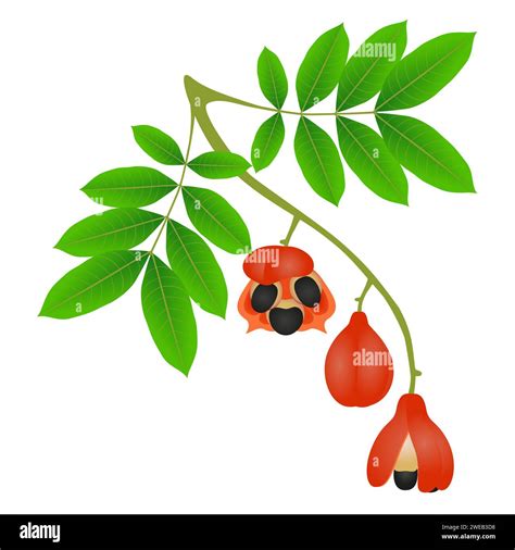 Branch with fruits and ackee leaves on a white background Stock Vector ...