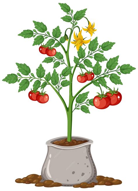 Tomato Plant Clip Art Free