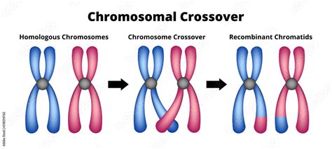 Define Recombinant 的图像结果