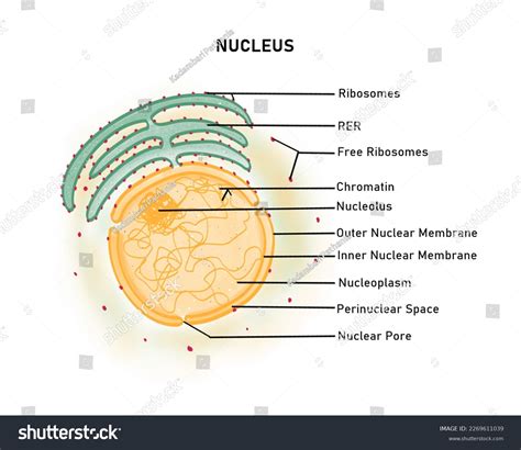 Nucleus Another Double Membrane Bound Organelle Stock Illustration 2269611039 | Shutterstock