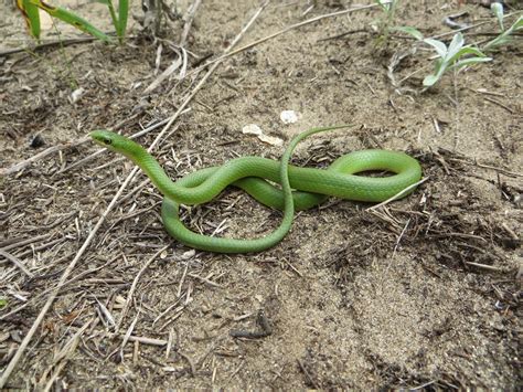 Smooth Green Snake (Opheodrys vernalis) - Reptiles and Amphibians of Iowa