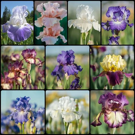 Fall Top 10 Iris Collection | Tops fall, Iris, Sun perennials