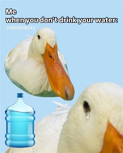 Eddie The Ducky | pls dont make this duck sad #EddieTheDucky #duck # ...