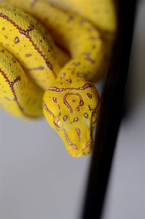 Image result for Green Tree Python Snake