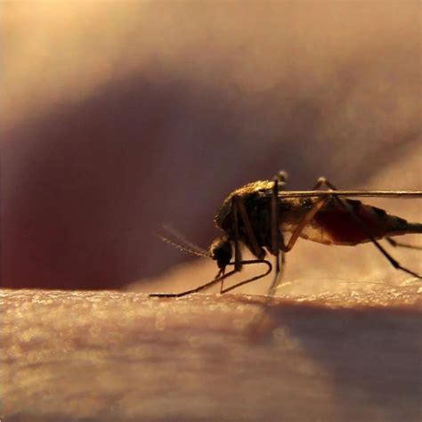 Malaria Test Kit - Rapitest Malaria Pf/Pan(Ag) Manufacturer from Chennai