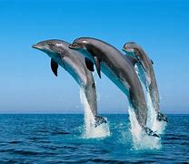 dolphins 的图像结果