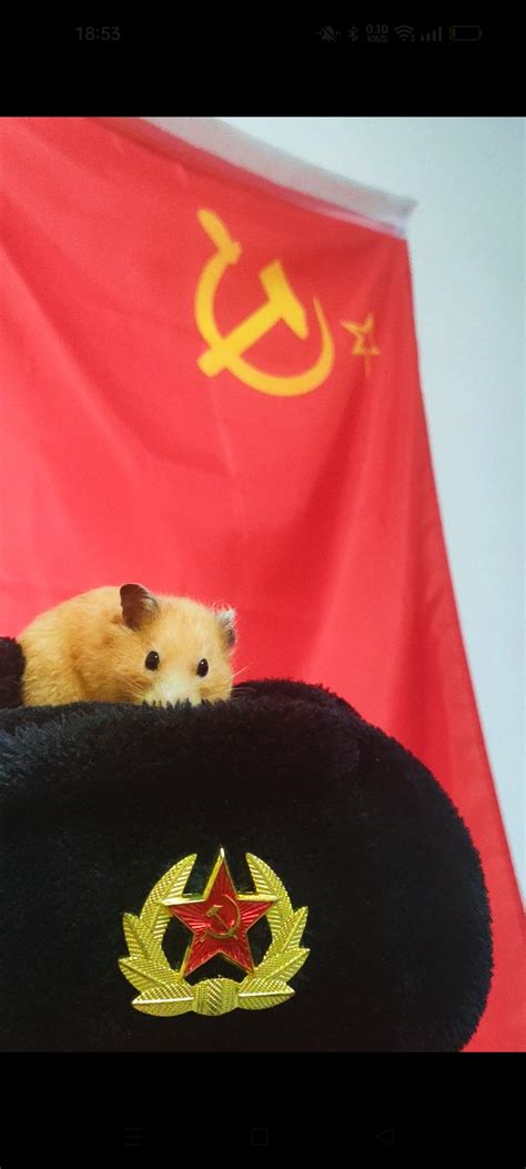 In Soviet Union, hat wears you 🐹 : r/CommunismMemes