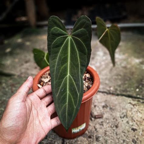 Jual anthurium papillilaminum narrow form / xnaomi 3 daun besar - Kab ...