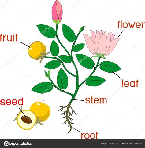 Parts Plant Morphology Flowering Plant Root System Flowers Fruit Titles ⬇ Vector Image by ...