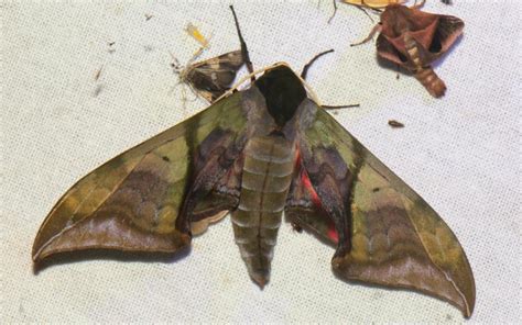 Callambulyx rubricosa | Moths