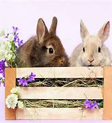 Image result for Images of Early Spring with Bunnies