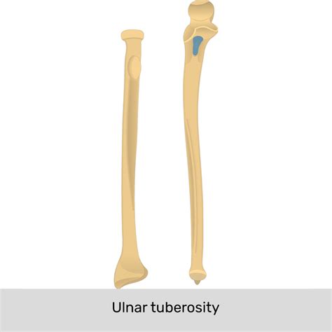 Radius and ulna: Anatomy, landmarks, quiz | GetBodySmart