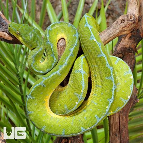 Image result for Yellow Green Tree Python