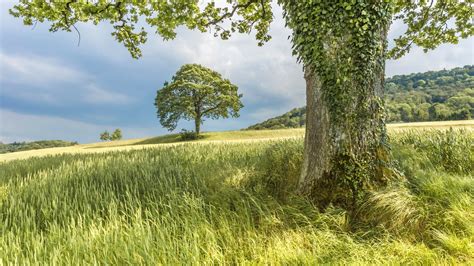 Field 图片 的图像结果