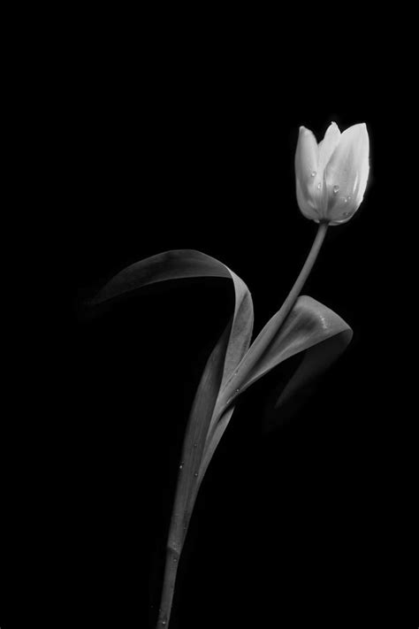 Download Monochrome Rose - The Beauty of Contrast Wallpaper ...
