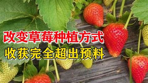 草莓立体种植 价格产量两增-温岭新闻网