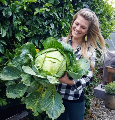 How to Grow Cabbage Seed to Harvest: The Ultimate Guide ~ Homestead and ...