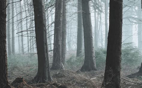 Download wallpaper 1920x1200 forest, fog, pine, trees, conifer ...