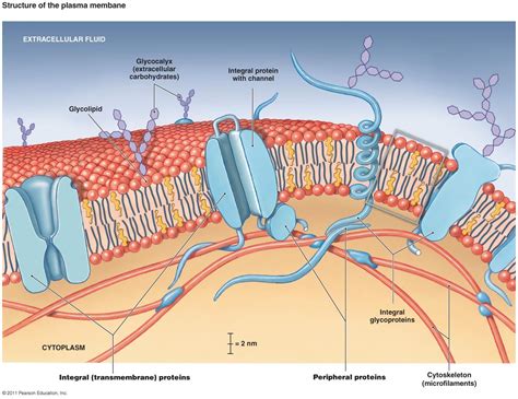 Kuvatulokset haulle plasma membrane facts