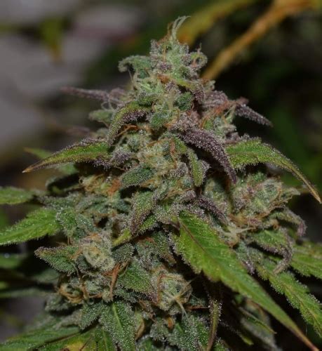 Image result for Alien vs Triangle Strain