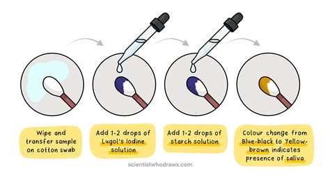 Preliminary tests for Saliva — Scientist who draws