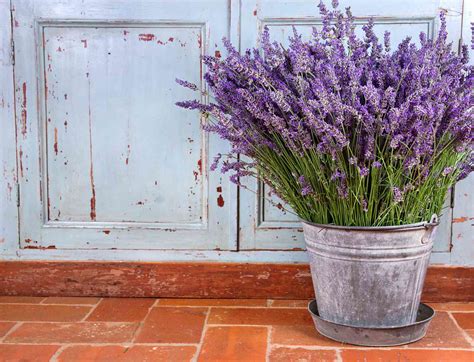 14 Good Luck Plants To Bring Positive Energy To Your Home