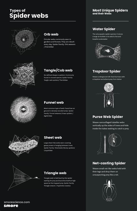 Different Types Of Spider Webs For Kids - Design Talk
