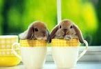 Image result for Cute Bunnies White and Brown