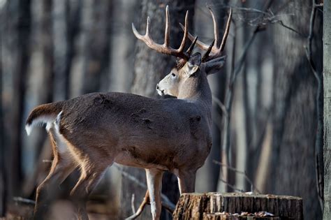 The Complete Guide to the 2025 NC Deer Season | HuntWise