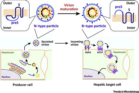 HBV感染复制过程- 示意图 - 学术讨论& HBV English - 肝胆相照论坛