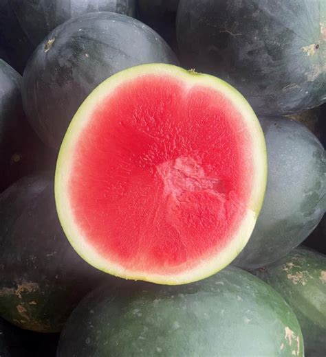 Black Diamond Watermelon Seeds | Heirloom – Murray Seed Co