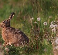 Image result for Wild Rabbits and Their Babies