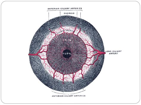 Anatomy of uvea tract(iris, ciliary body and choroid) | PPTX