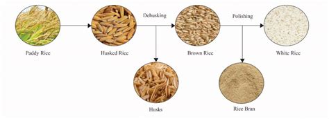 How Is Rice Processed 的图像结果