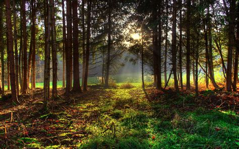 Beautiful Spring Forest 的图像结果