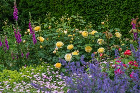 Companion Plants for Roses - Florissa