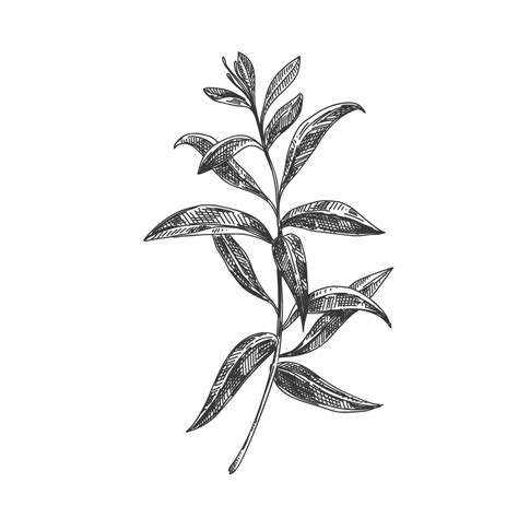 Verbena Reed Diffuser | Archipelago Botanicals