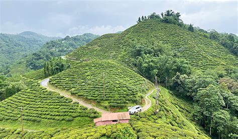 Story of the Okayti Darjeeling Teas