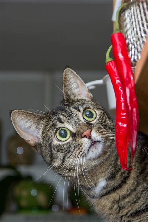 Can Cats Eat Yellow Peppers