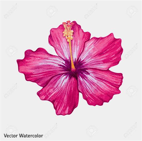 pink hibiscus flower clipart 20 free Cliparts | Download images on ...
