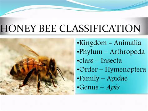Phylum Of Honey Bee