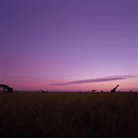 Free Serengeti Sunset Silhouettes Image - Sunset, Serengeti, Silhouette | Download at StockCake