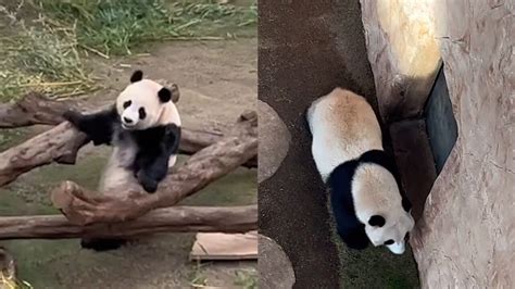 中国野生动物保护协会武明录秘书长出席中国大熊猫抵达卡塔尔欢迎仪式 _www.isenlin.cn