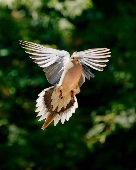 Mourning Dove — Sacramento Audubon Society