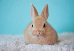 Image result for Cute Baby Rabbit Images